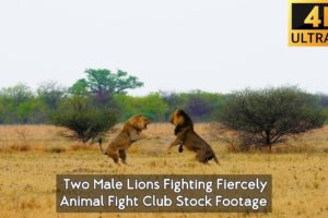 Lions Fighting I Wild Predator I Animal Fight Stock Footage I No Copyright