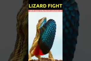 Lizard fight Shorts #shorts #trending #youtubeshorts #ytshorts #animals #short