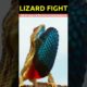 Lizard fight Shorts #shorts #trending #youtubeshorts #ytshorts #animals #short