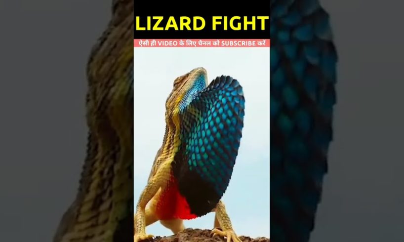 Lizard fight Shorts #shorts #trending #youtubeshorts #ytshorts #animals #short