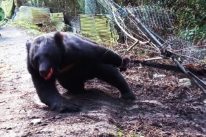 Look What Happens Next? Trap Bear Rescued - Animal Rescue | Rescue Stories