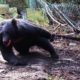 Look What Happens Next? Trap Bear Rescued - Animal Rescue | Rescue Stories