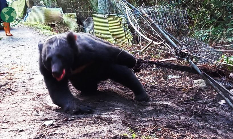 Look What Happens Next? Trap Bear Rescued - Animal Rescue | Rescue Stories