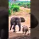 MOM RHINO FIGHT ANGRY ELEPHANT TO SAVE HER PUP/WILD ANIMALS ATTACKS COMPILATION