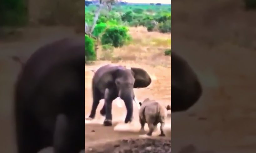 MOM RHINO FIGHT ANGRY ELEPHANT TO SAVE HER PUP/WILD ANIMALS ATTACKS COMPILATION