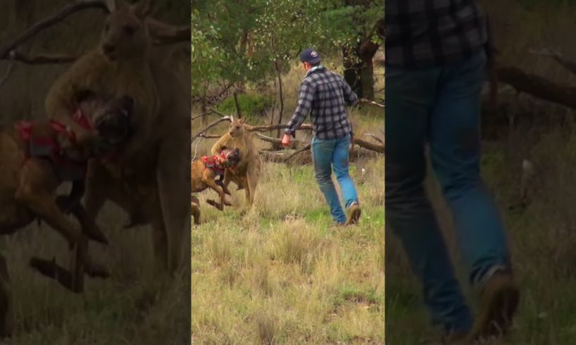 Man Rescues Dog From Fierce Kangaroo!