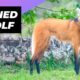 Maned Wolf 🦊 One Of The Rarest Animals In The Wild #shorts