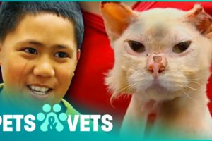 Miracle Cat Survives Being Set On Fire | Animal Rescue | Pets & Vets