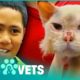 Miracle Cat Survives Being Set On Fire | Animal Rescue | Pets & Vets