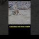 Monkey playing || #shorts #monkeyvideos #viral #viralshorts #animals #feedingmonkey #monkey