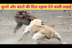 Monkeys And Dogs Ki Bahut HI Dangurs Ladai And Angry Monkeys Dog Save And sanp or nevale ki fight