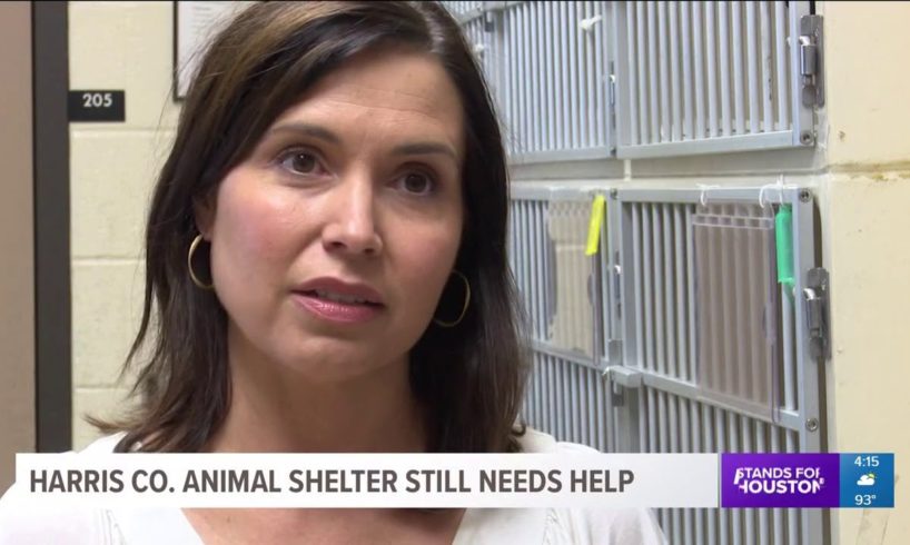 More than 500 animals rescued during KHOU Adopt-A-Thon