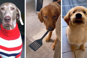 Most Viral DOGS on the Internet! 🐶 (Cutest Puppies Compilation) 🐶