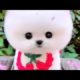 Most cutest puppies, Cute puppies Videos Compilation cutest moment of the animals - Cutest Puppies