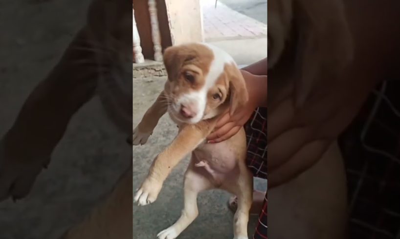 Most cutest puppy 😍😘#puppy #pet #shorts
