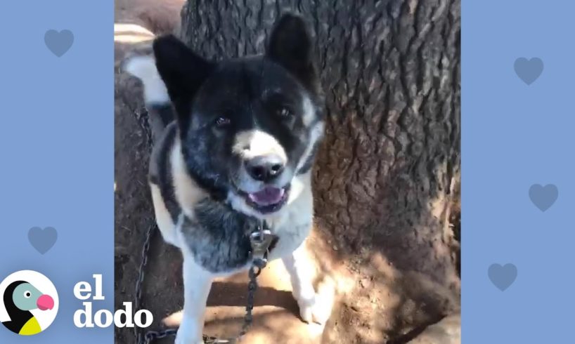 Mujer visita y alimenta a una perrita encadenada por más de un año I Almas Gemelas | El Dodo