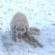 My Heart Broke When Saw This Unfortunate Dog, He Was Starving And Covered in Cold Snow