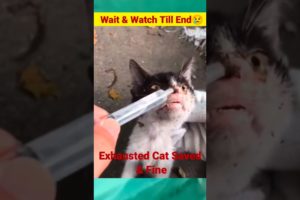 Near Death Mother Cat Saved🥹||Most Imotional Video 🥲||@NoteeAnimals#cat #cats#rescue #shorts