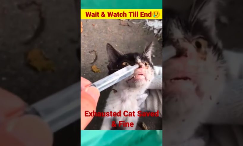 Near Death Mother Cat Saved🥹||Most Imotional Video 🥲||@NoteeAnimals#cat #cats#rescue #shorts