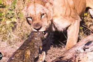 OMG ! 30 Moment Most Aggressive Fight Of Lion And Crocodile In Animal World
