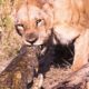 OMG ! 30 Moment Most Aggressive Fight Of Lion And Crocodile In Animal World
