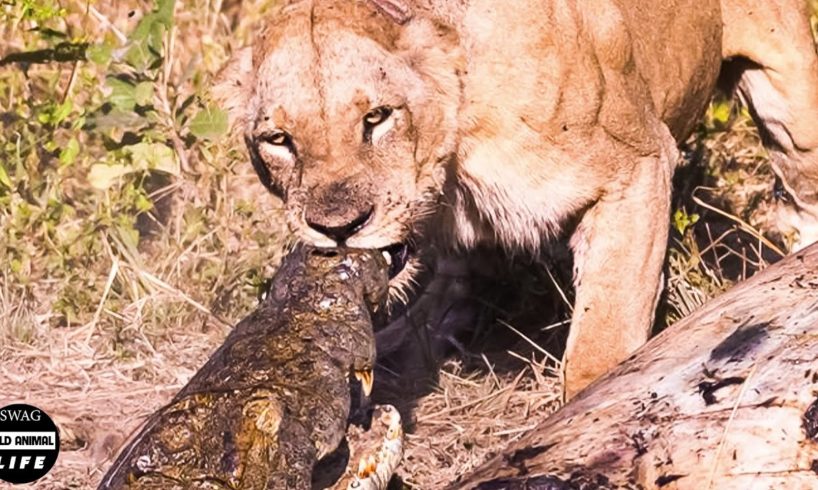 OMG ! 30 Moment Most Aggressive Fight Of Lion And Crocodile In Animal World