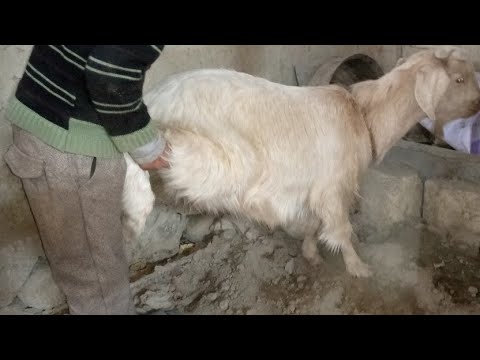 OMG 😱Amazing Man Meeting Goat First Time 😍 || Village Animals ||