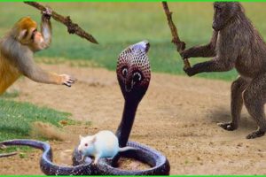 OMG! Capuchin Monkey Rescues Baby Mouse When It's Swallowed by a Hungry Snake | Animals Fight
