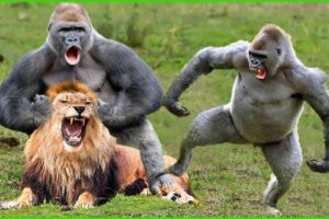 OMG! Courageous Lion Fights Gorilla To Save Poor Lion Baby | Baboon vs Lion @3WinAnimal