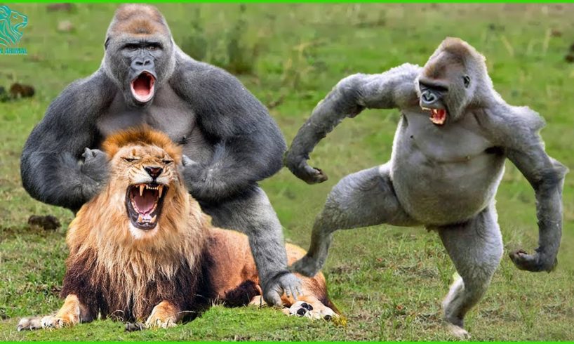 OMG! Courageous Lion Fights Gorilla To Save Poor Lion Baby | Baboon vs Lion @3WinAnimal