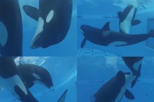 ORCA ATTACK EACHOTHER at Seaworld - Animal Fights
