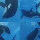 ORCA ATTACK EACHOTHER at Seaworld - Animal Fights
