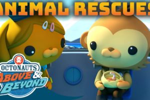 Octonauts: Above & Beyond - Animal Rescues 🐻⛑️ | Compilation | @Octonauts