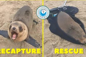 One Recapture, One New Rescue