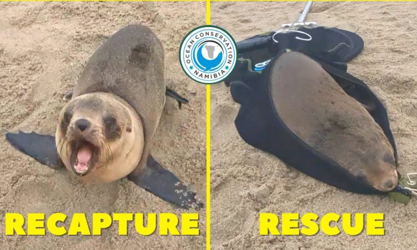 One Recapture, One New Rescue