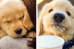 🐶 Only Golden Puppies Make Us Happy And Comfortable To Watch 🐶|Cutest Puppy