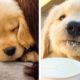 🐶 Only Golden Puppies Make Us Happy And Comfortable To Watch 🐶|Cutest Puppy