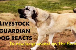 Our 9 month old livestock guardian dog reacts to a new large animal on the farm.