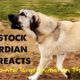 Our 9 month old livestock guardian dog reacts to a new large animal on the farm.