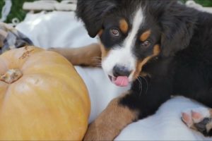 PUPPIES DOG - cutest Puppies - cutest animals Video