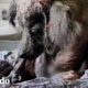 Perrito que parecía una rata ahora es tan esponjoso | El Dodo