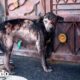 Perro callejero abandonado que no sabía cómo "ser perro" no dejará sola a su familia ahora | El Dodo