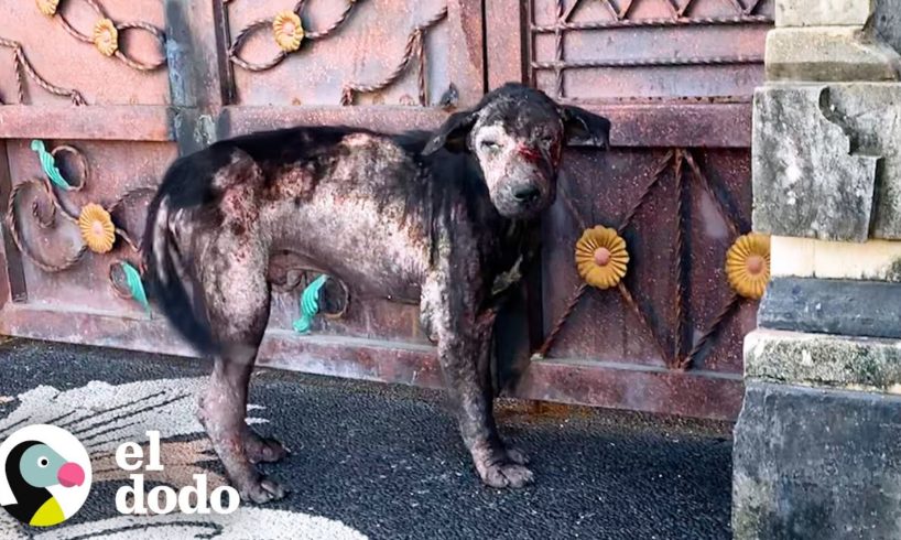 Perro callejero abandonado que no sabía cómo "ser perro" no dejará sola a su familia ahora | El Dodo