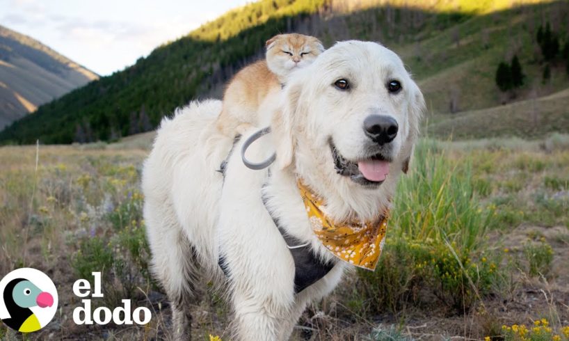 Perro de servicio no sabía jugar hasta que conoció un pequeño gatito | Parejas Disparejas | El Dodo