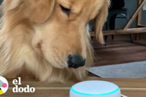 Perro descubre los sonidos de otros animales con Alexa | El Dodo