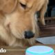 Perro descubre los sonidos de otros animales con Alexa | El Dodo