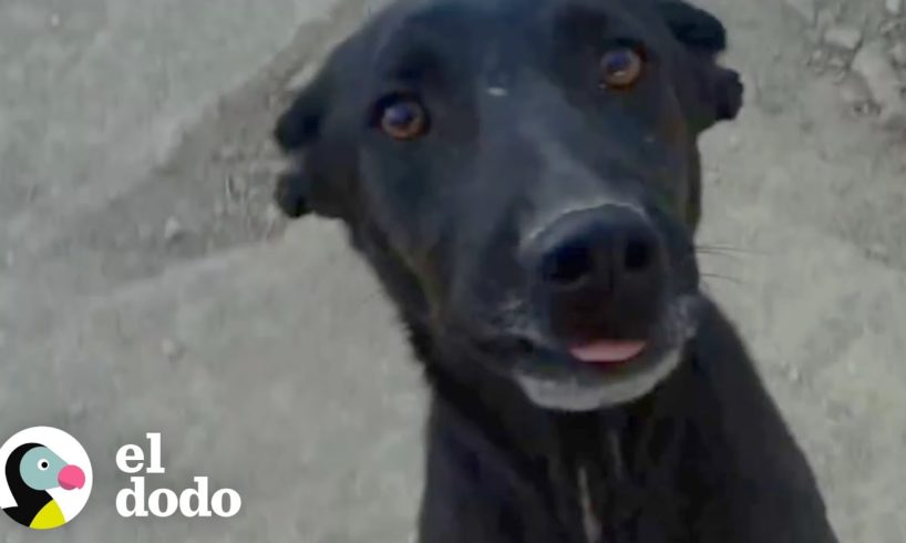 Perro encadenado a un árbol con una campana ahora es muy feliz I El Dodo