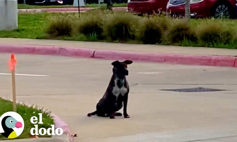 Perro mayor le dice a su mamá que rescate a un cachorro callejero | El Dodo