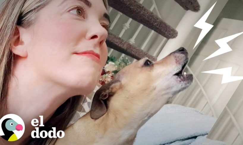 Perro obsesionado con canciones famosas | Almas Gemelas | El Dodo