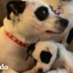 Perros 'panda' grandes son tan cariñosos con su nuevo bebé adoptivo | El Dodo